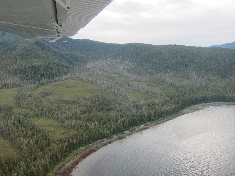 The grey "ghost" trees visible in this aerial image of Kupreanof Island are dead yellow-cedar stands. Photo: Allison Bidlack