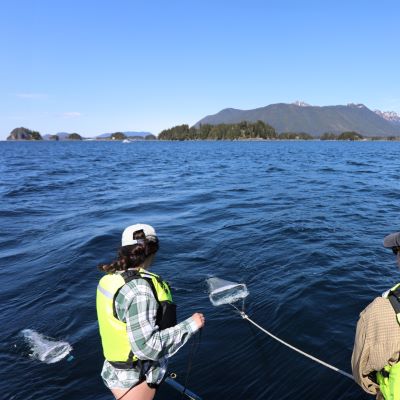 Sitka Sound Plankton Tow