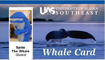 Whale Card Whale Card