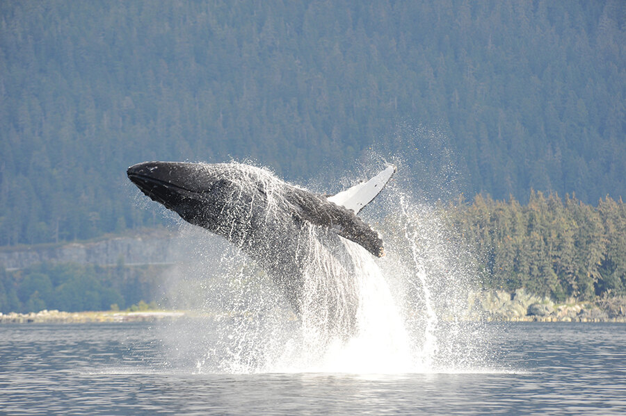 Whale breaching — NMFS permit 14122. Credit: Heidi Pearson