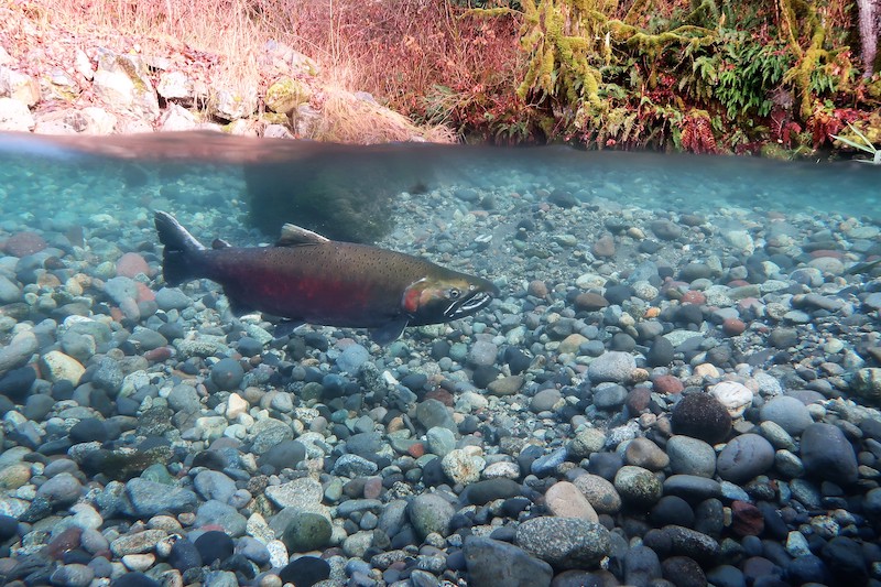 Glaciers are retreating at an accelerating rate in the face of climate change; some salmon stand to benefits, while other populations are likely to lose out. (Credit: Jonathan Moore)