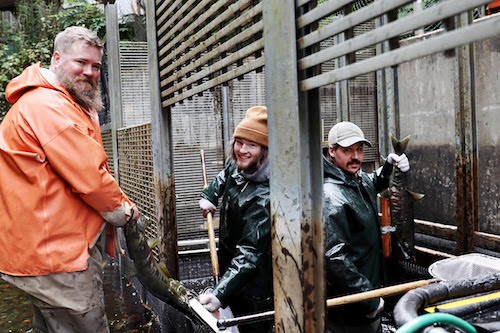 National Marine Fisheries Biologist and lead scientist Scott Vulstek, left to right, records data gathered by UAS Marine Biology student interns Padraig New and Trevor McLean Friday, Aug. 2 at the Auke Creek fish weir in Juneau, Alaska. Donations from DIPAC hatchery and Alaska Glacier Seafoods helped provide stipends for New and McLean who were able to conduct their own research while contributing to some of the best salmon data in the world. (credit: UAS/Seanna O'Sullivan)